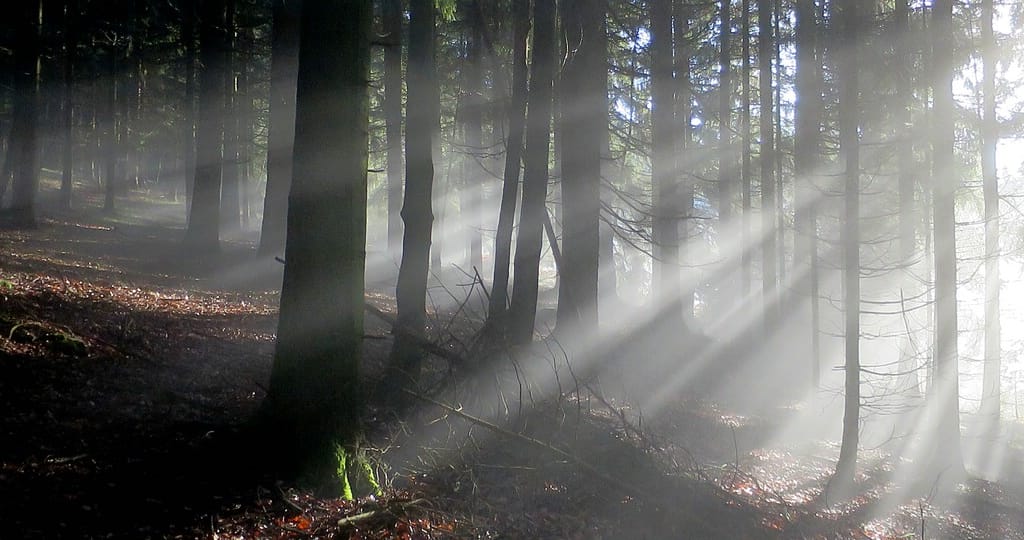 im Wald löst sich der Nebel im Licht auf
