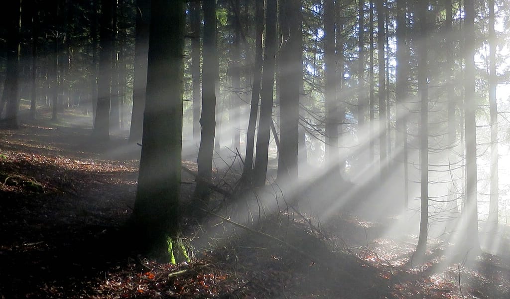 im Wald löst sich der Nebel im Licht auf