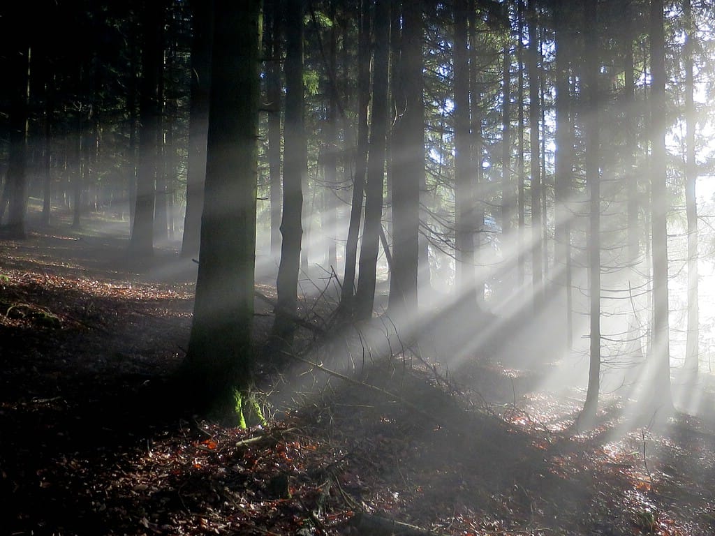 2015-12_08_Bayerischer Wald